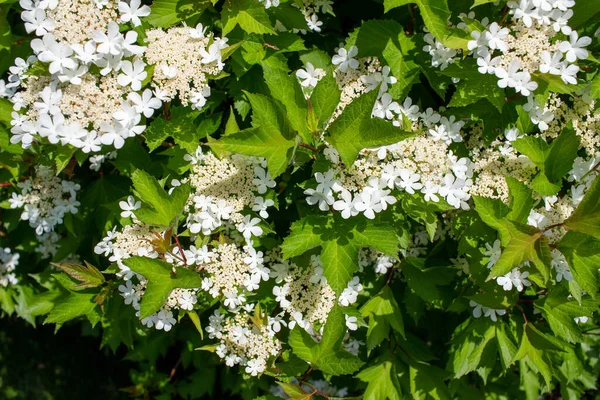 Güneşli Bir Günde Kızılcık Çalısı Viburnum Trilobum Üzerindeki Dantelli Beyaz — Stok fotoğraf