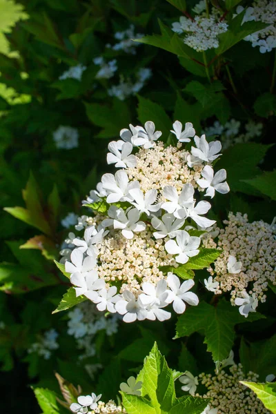 Закрыть Абстрактную Текстуру Кружевного Белого Цветка Компактном Клюквенном Кусте Viburnum — стоковое фото
