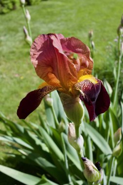 Açık hava süsleme bahçesinde açan koyu kırmızı ve pembe sakallı irislerin yakın görüntüsü