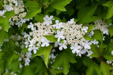 Güneşli bir günde, kızılcık çalısı (viburnum trilobum) üzerindeki dantelli beyaz çiçeklerin soyut doku görünümünü kapat