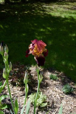 Açık hava süsleme bahçesinde açan koyu kırmızı ve pembe sakallı irislerin yakın görüntüsü