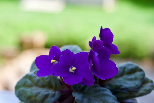 Vista Vicino Delle Viola Africane Vaso Viola Intenso — Foto Stock