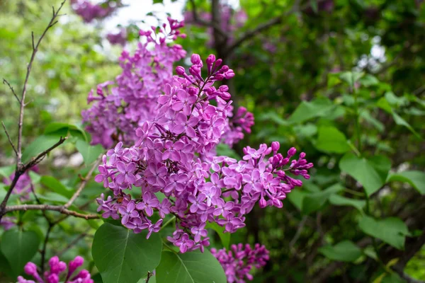 Close Abstract View Fragrant Purple Blooming Persian Lilac Flower Blossoms — Stock Photo, Image