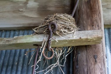 Terk edilmiş bir kuşun yakın görüntüsü eski bir ahır ahırının ahşap kirişine yuva yapar.