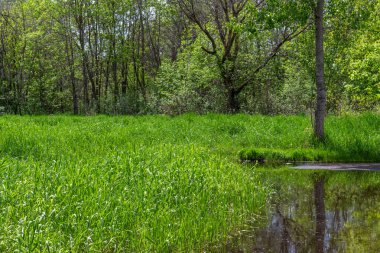 Ağaçlı, ormanlık alanda yemyeşil bir bataklık manzarası.