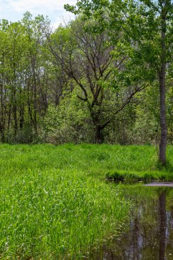 Ağaçlı, ormanlık alanda yemyeşil bir bataklık manzarası.