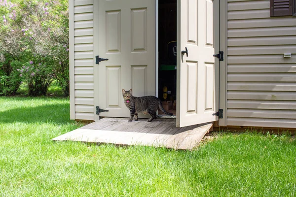 Vista Gato Tabby Gris Doméstico Saliendo Cobertizo Almacenamiento Residencial Día — Foto de Stock