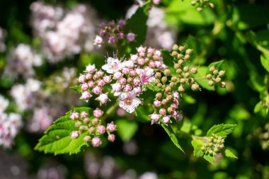 Yeni doğan pembe spirea tomurcukları ve çiçeklerinin güneşli desen görünümünü kapat