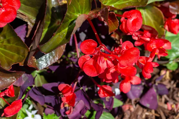 Яскраво Червоні Квіти Бегонії Цвітуть Сонячному Декоративному Саду — стокове фото