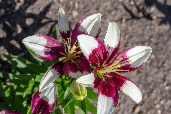 Яскраво Фіолетові Білі Азіатські Квіти Лілії Цвітуть Сонячному Декоративному Саду — стокове фото