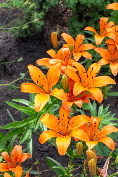Close Widok Pomarańczowych Azjatyckich Kwiatów Lilii Słonecznym Ogrodzie Ozdobnym — Zdjęcie stockowe