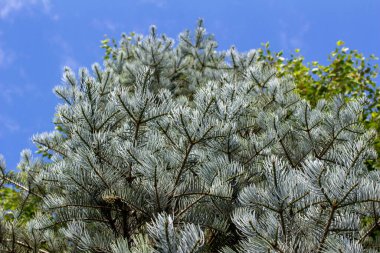 Upward abstract view of vertical growing silver blue needles on white fir tree on a sunny day clipart