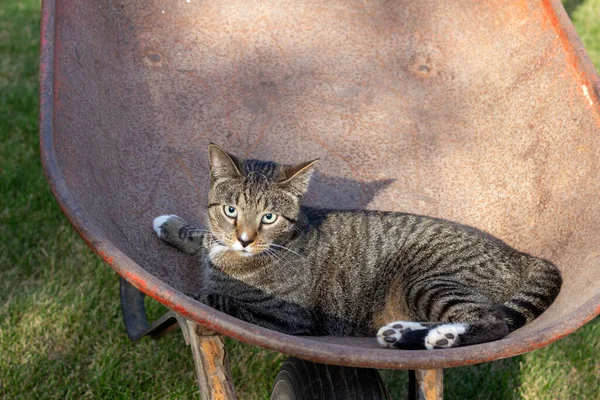 特写镜头 一只灰色的胖胖的猫骑着红色的旧手推车去兜风 — 图库照片