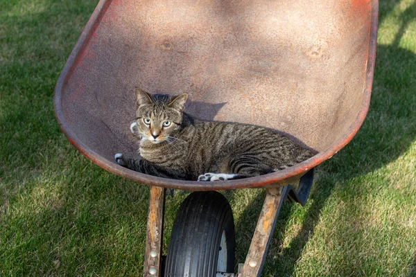特写镜头 一只灰色的胖胖的猫骑着红色的旧手推车去兜风 — 图库照片