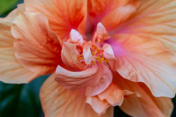 Close Widok Jasnego Łososia Różowy Podwójnie Kwitnący Hibiskus Kwiat Nieostre — Zdjęcie stockowe