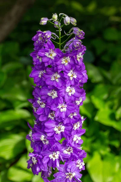 Vue Rapprochée Une Fleur Delphinium Violet Vif Blanc Avec Fond — Photo