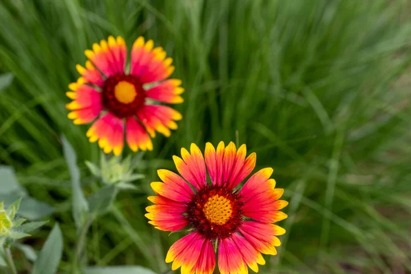 Nahaufnahme Von Leuchtend Roten Und Gelben Gaillardia Blumen Mit Defokussiertem — Stockfoto