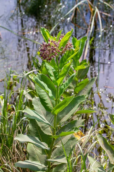 Close View Blooming Milkweed Plant Growing Next Pond Botanical Butterfly — Stock Photo, Image