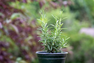 Close up view of a small potted rosemary herb plant with defocused outdoors background clipart