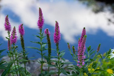 Mavi gökyüzü rengini yansıtan su birikintisinin yanında açan güzel pembe salvia çiçeklerinin yakın görüntüsü.