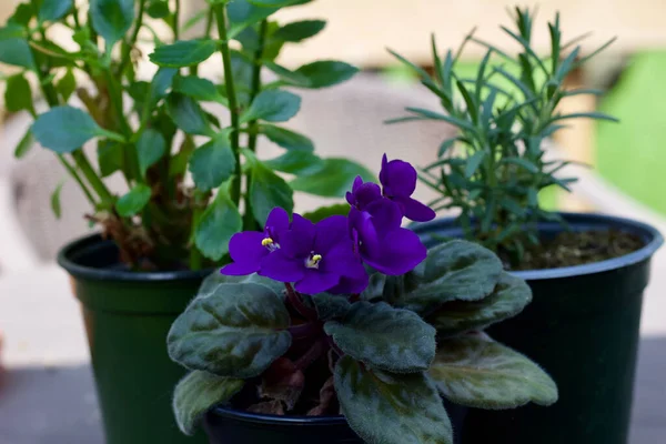 Vista Cerca Pequeñas Plantas Macetas Una Mesa Aire Libre Violetas — Foto de Stock