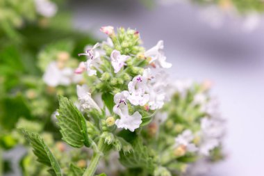 Beyaz arkaplanda çiçek açan küçük kedi nanesi manzarası