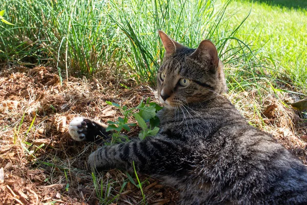 햇빛이 풀밭에서 식사를 즐기고 식탁보 고양이의 모습을 가까이 — 스톡 사진