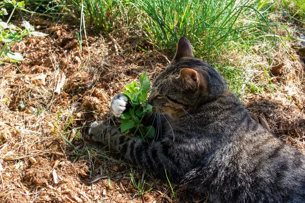 Vue Rapprochée Chat Gris Tabby Profitant Une Petite Tache Herbe — Photo