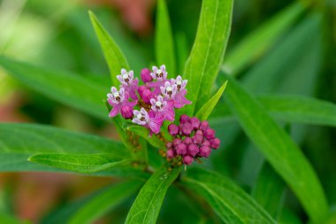 Güneşli bir Kuzey Amerika çayır çayırında açan güzel gül rengi bataklık yosunlarının makro desenli görüntüsü. Gül otu da derler..