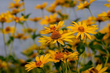 Sarı papatya benzeri Ökse Çiçekleri 'nin (heliopsis helianthoides), Kuzey Amerika' daki bir göl kıyısında açan desen görüntüsünü kapatın.