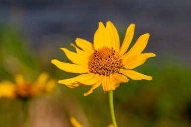 Kuzey Amerika 'nın çayırlarında açan tek bir sarı papatya benzeri yaban çiçeğinin (heliopsis helianthoides) makro doku görüntüsü