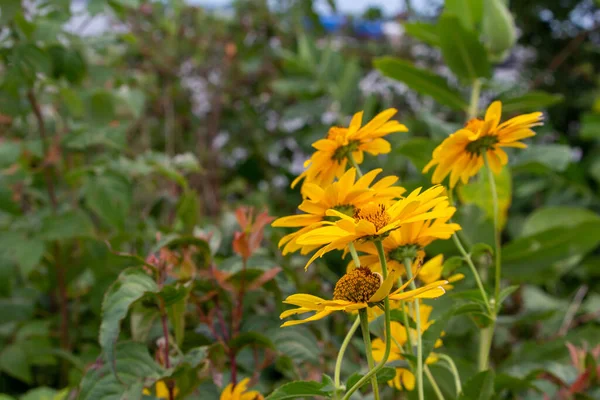 Nahaufnahme Textur Ansicht Der Gelben Gänseblümchen Ähnlichen Smooth Oxeye Wildblumen — Stockfoto
