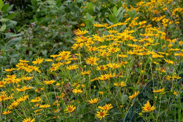 Nahaufnahme Textur Ansicht Der Gelben Gänseblümchen Ähnlichen Smooth Oxeye Wildblumen — Stockfoto