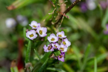 Beyaz ve pembe çiçeğin, güneşli bir bahçede açan tatlı bir alyuvar bitkisinin (lobularia maritima) soyut bir görüntüsü.. 