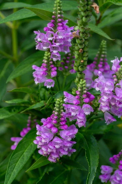 Makro Widok Piękny Lawendowy Kolor Posłuszne Rośliny Dzikie Kwiaty Physostegia — Zdjęcie stockowe