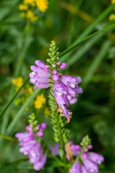 Makro Widok Piękny Lawendowy Kolor Posłuszne Rośliny Dzikie Kwiaty Physostegia — Zdjęcie stockowe