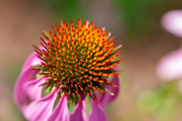 Makroabstrakcyjny Widok Pięknego Purpurowego Stożka Echinacea Purpurea Kwitnącego Północnoamerykańskiej Łące — Zdjęcie stockowe