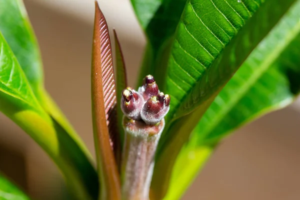 Pandangan Makro Tentang Perkembangan Bunga Kecil Perbungaan Pada Semak Plumeria — Stok Foto