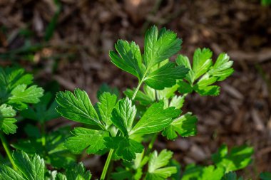 Güneşli bir bitki bahçesinde yetişen maydanoz bitkisinin soyut doku görüntüsünü kapat.