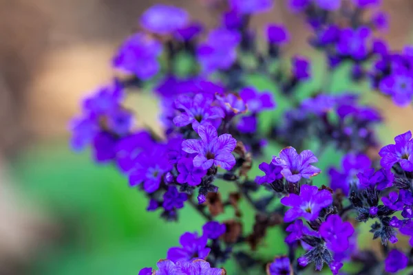 室外植物园中绽放的紫色小花的宏观抽象纹理视图 — 图库照片