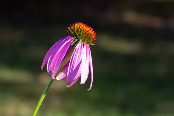 Macro Abstrato Textura Vista Coneflower Roxo Solitário Florescendo Jardim Botânico — Fotografia de Stock