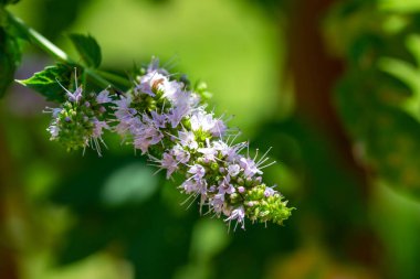 Açık bitki bahçesinde çiçek açan narin, küçük nane çiçeğinin (mentha peperita) makro soyut görüntüsü