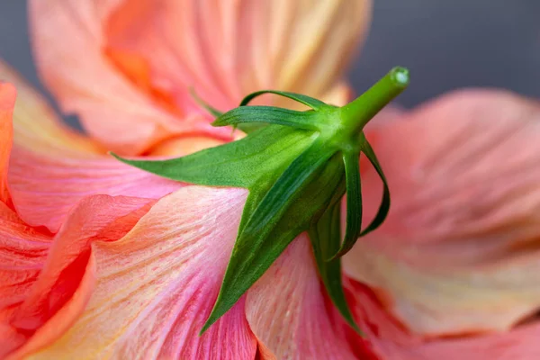 Macro abstract art texture view of beautiful pink and yellow ruffled petals on the underside of a double hibiscus flower