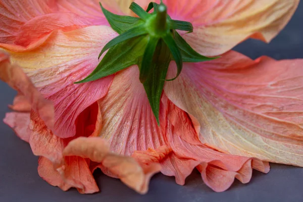 Macro abstract art texture view of beautiful pink and yellow ruffled petals on the underside of a double hibiscus flower