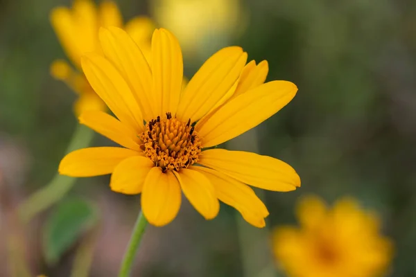 Makro Abstrakte Textur Ansicht Einer Unkultivierten Gelben Haarigen Sonnenblume Blüht — Stockfoto