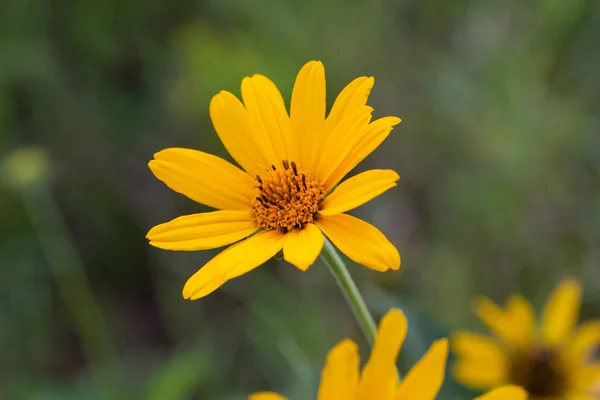 Makro Abstrakte Textur Ansicht Einer Unkultivierten Gelben Haarigen Sonnenblume Blüht — Stockfoto