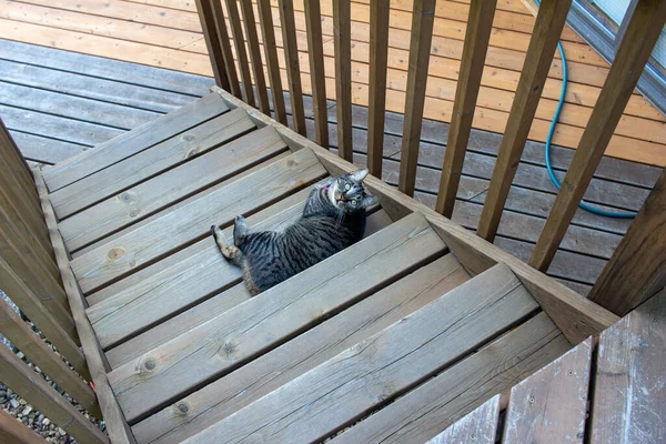 一只灰色的胖胖的猫坐在木制的甲板楼梯上 看着相机 — 图库照片