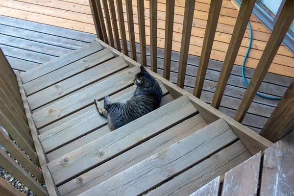 Zicht Een Grijze Tabby Kat Zittend Een Houten Dek Trap — Stockfoto