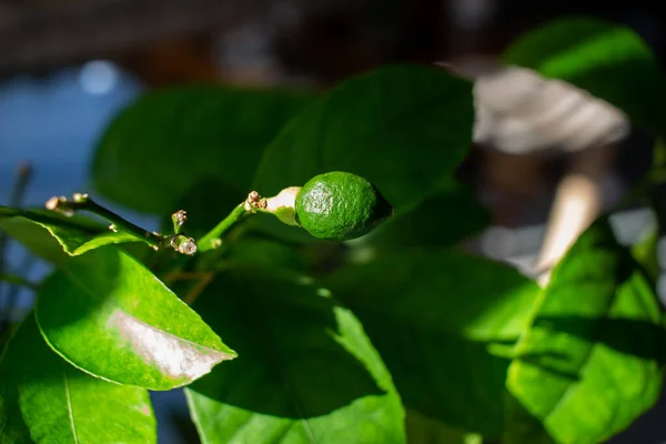 Vista Cerca Una Fruta Verde Emergente Una Maceta Cubierta Árbol —  Fotos de Stock