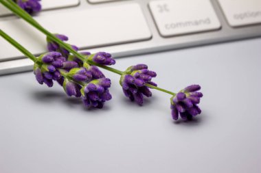 Mor lavanta bitkisinin yakın görünümü metalik gri bir bilgisayar klavyesini parlatıyor, beyaz arkaplan ve kopyalama alanı